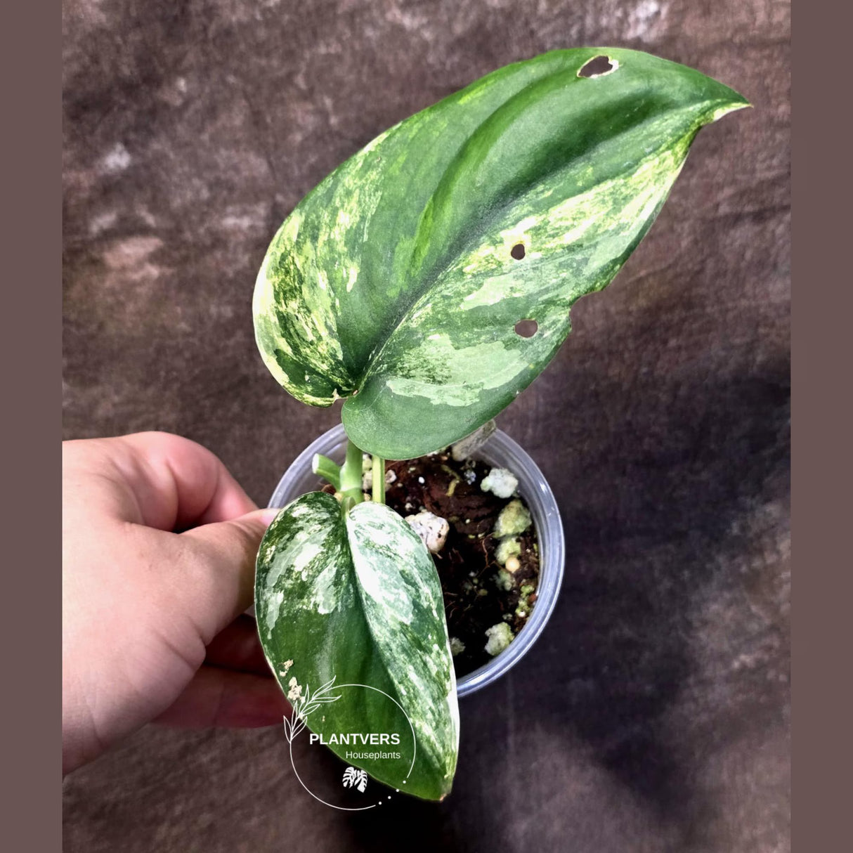 Scindapsus Jade Satin Variegated - Yellow Variegation - (June-21-62)