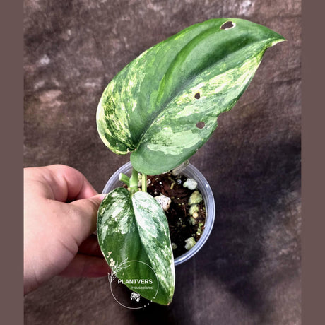 Scindapsus Jade Satin Variegated - Yellow Variegation - (June-21-62)