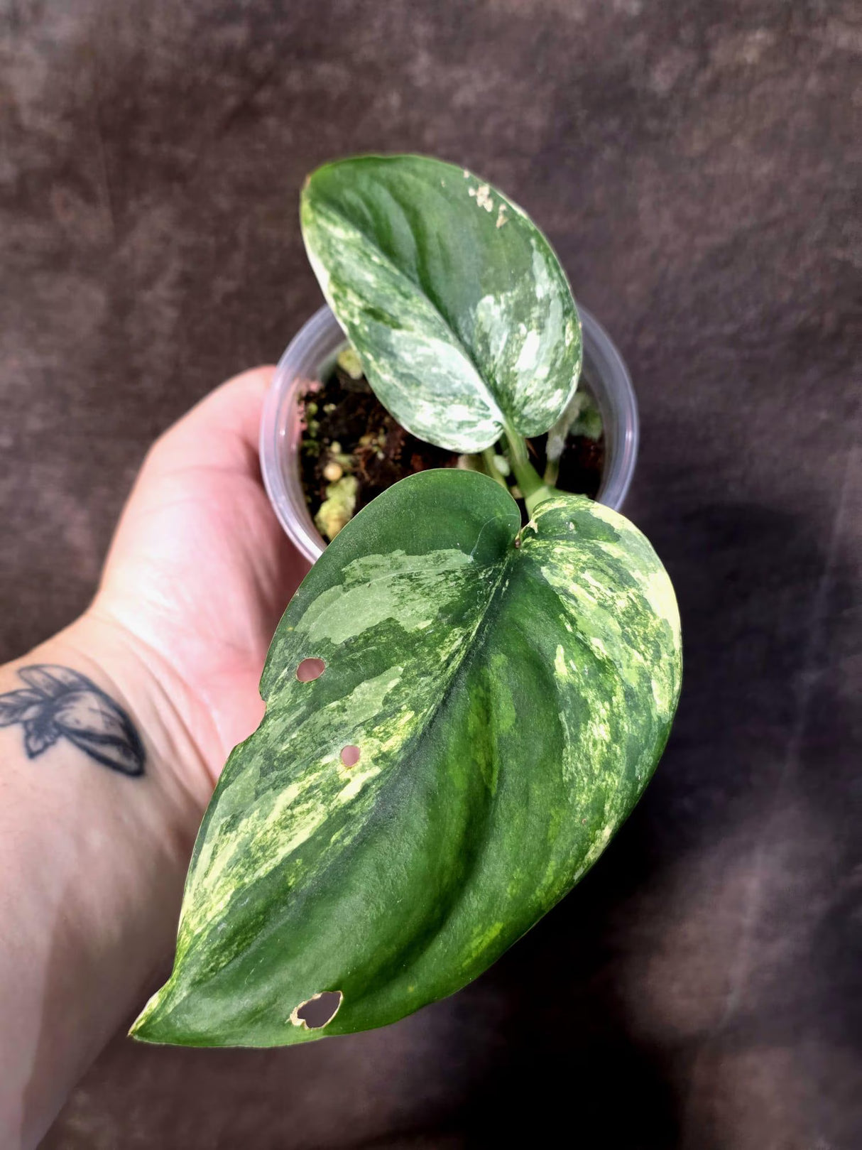Scindapsus Jade Satin Variegated - Yellow Variegation - (June-21-62)