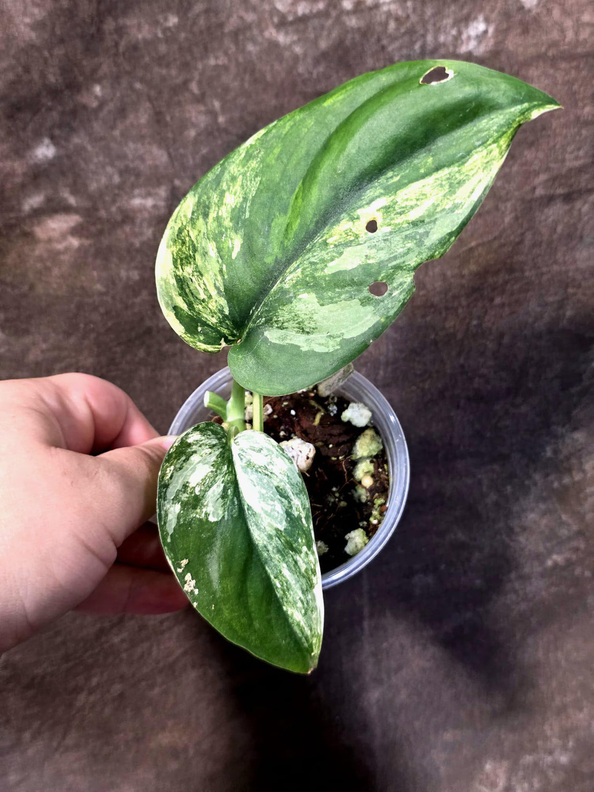 Scindapsus Jade Satin Variegated - Yellow Variegation - (June-21-62)