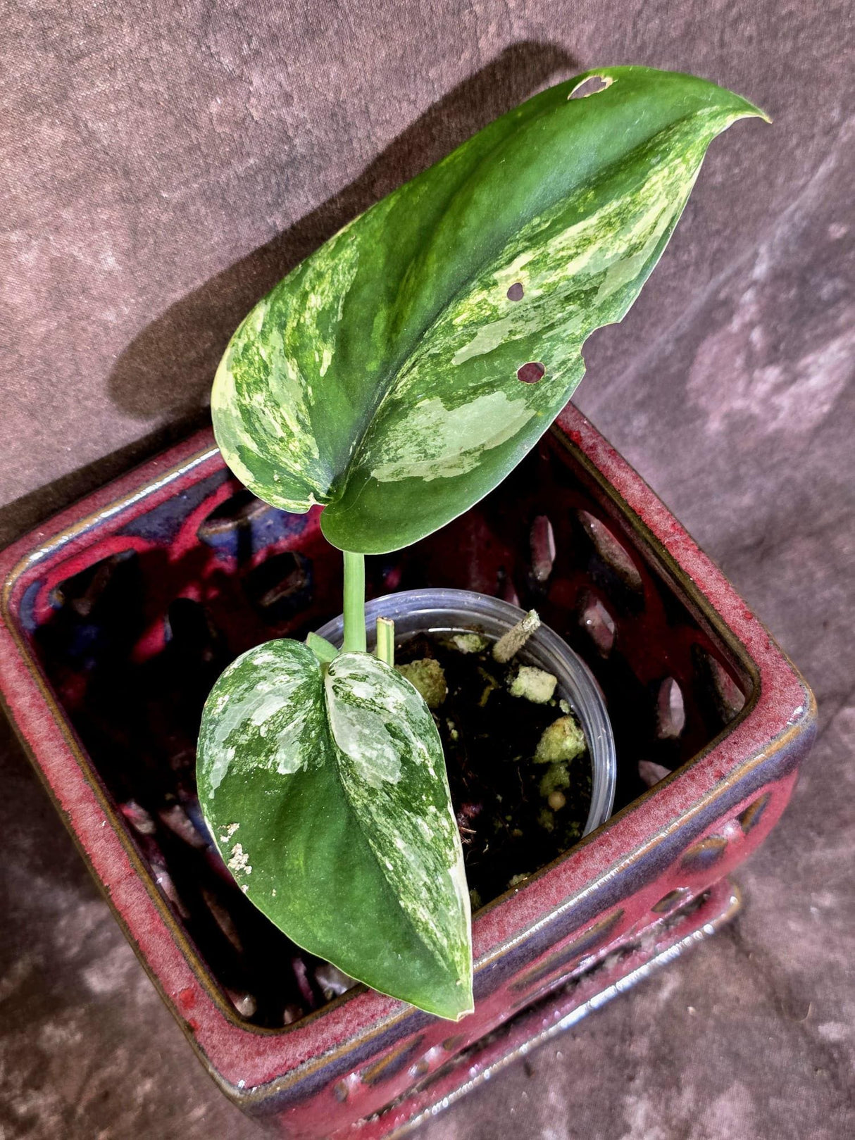 Scindapsus Jade Satin Variegated - Yellow Variegation - (June-21-62)