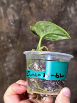 Scindapsus Jade Satin Variegated - Yellow Variegation - (June-21-62)