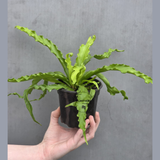 Victoria Japanese Bird’s Nest Fern in 3” Pot - Rare Asplenium Victoria Fern - Wavy Leaf Air Purifier Indoor Plant - Tropical Houseplant