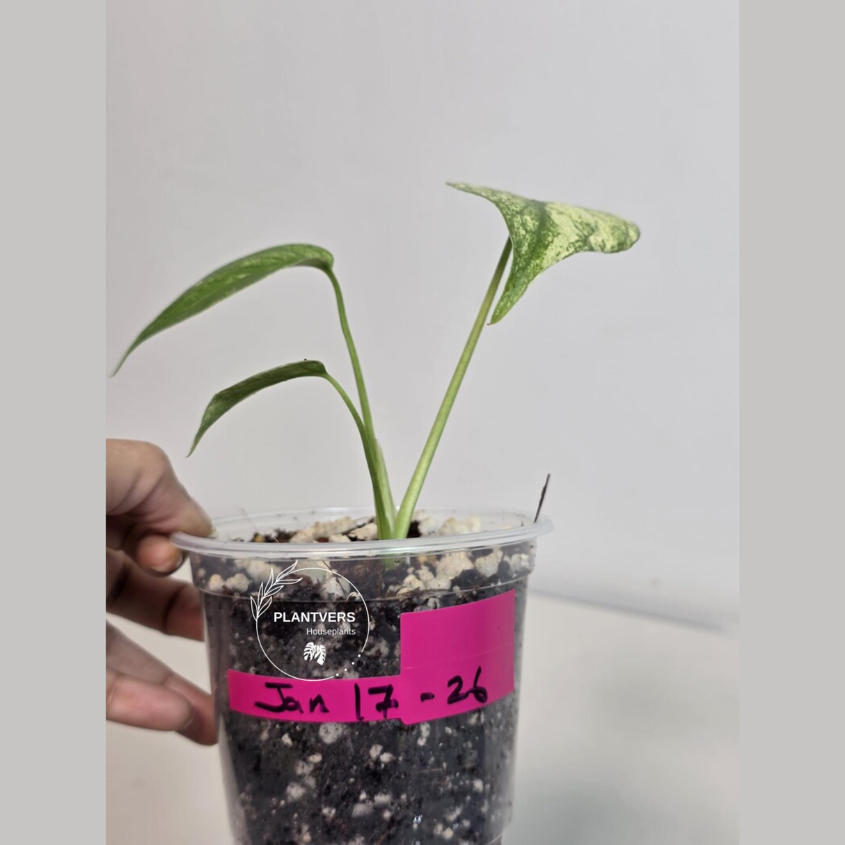 Super Rare Monstera Deliciosa Mint Live Plant - Tropical Plants - Stunning Variegated EXACT Monstera Plant - Collector's Aroid - US Seller