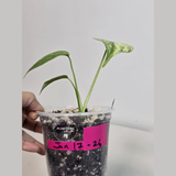 Super Rare Monstera Deliciosa Mint Live Plant - Tropical Plants - Stunning Variegated EXACT Monstera Plant - Collector's Aroid - US Seller