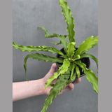 Victoria Japanese Bird’s Nest Fern in 3” Pot - Rare Asplenium Victoria Fern - Wavy Leaf Air Purifier Indoor Plant - Tropical Houseplant