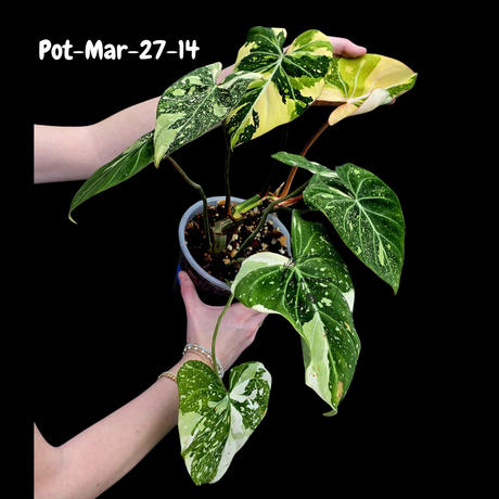 Variegated Philodendron Gloriosum Tricolor Live Plant - Rare Velvet Aroid, Tricolor Variegation, Indoor Houseplant, Collector Plant