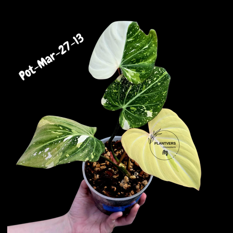 Variegated Philodendron Gloriosum Tricolor Live Plant - Rare Velvet Aroid, Tricolor Variegation, Indoor Houseplant, Collector Plant