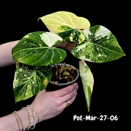 Variegated Philodendron Gloriosum Tricolor Live Plant - Rare Velvet Aroid, Tricolor Variegation, Indoor Houseplant, Collector Plant