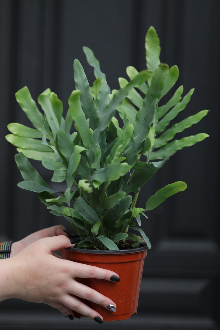 Phlebodium Aureum in 5" Nursery Pot - Rabbit's Foot Live Fern Plant - Low light Air Purifying Plants - Office Plant - Easy Indoor Plants