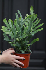 Phlebodium Aureum in 5" Nursery Pot - Rabbit's Foot Live Fern Plant - Low light Air Purifying Plants - Office Plant - Easy Indoor Plants