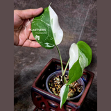 Variegated Monstera Albo - Rare White Monstera Borsigiana Albo Baby Leaf EXACT Plant - US Seller