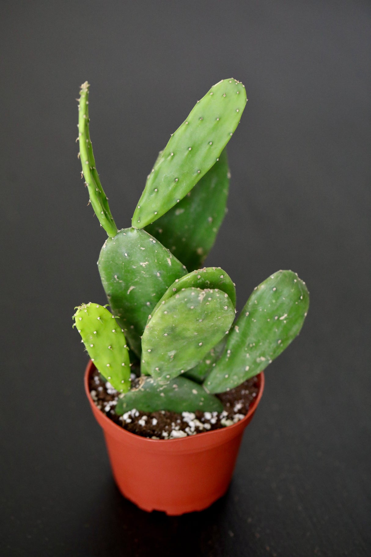 Mini Prickly Pear Cactus in 3" Nursery Pot - Spineless Cactus Plant - Low Maintenance Indoor Cacti - Indoor Succulent Plant