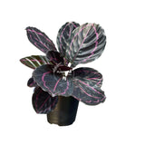 4” Calathea Roseopicta Dottie (Wholesale Indoor Plant Case of 10 Pots)