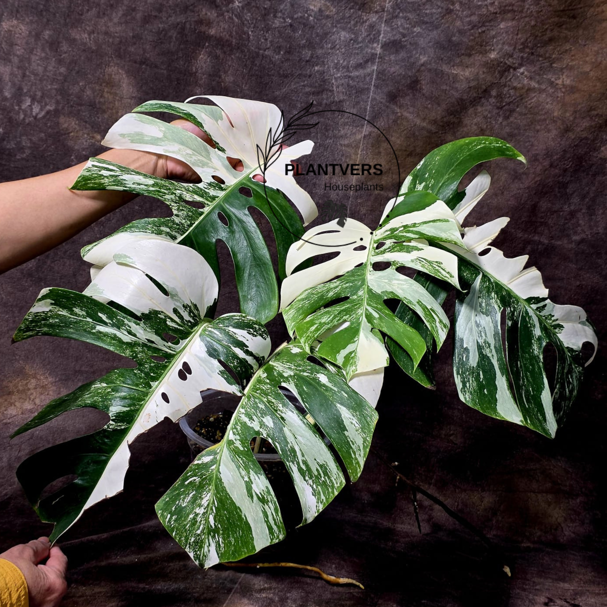 Rare Variegated Monstera Albo - White Albo Borsigiana Mature EXACT Plant - US Seller