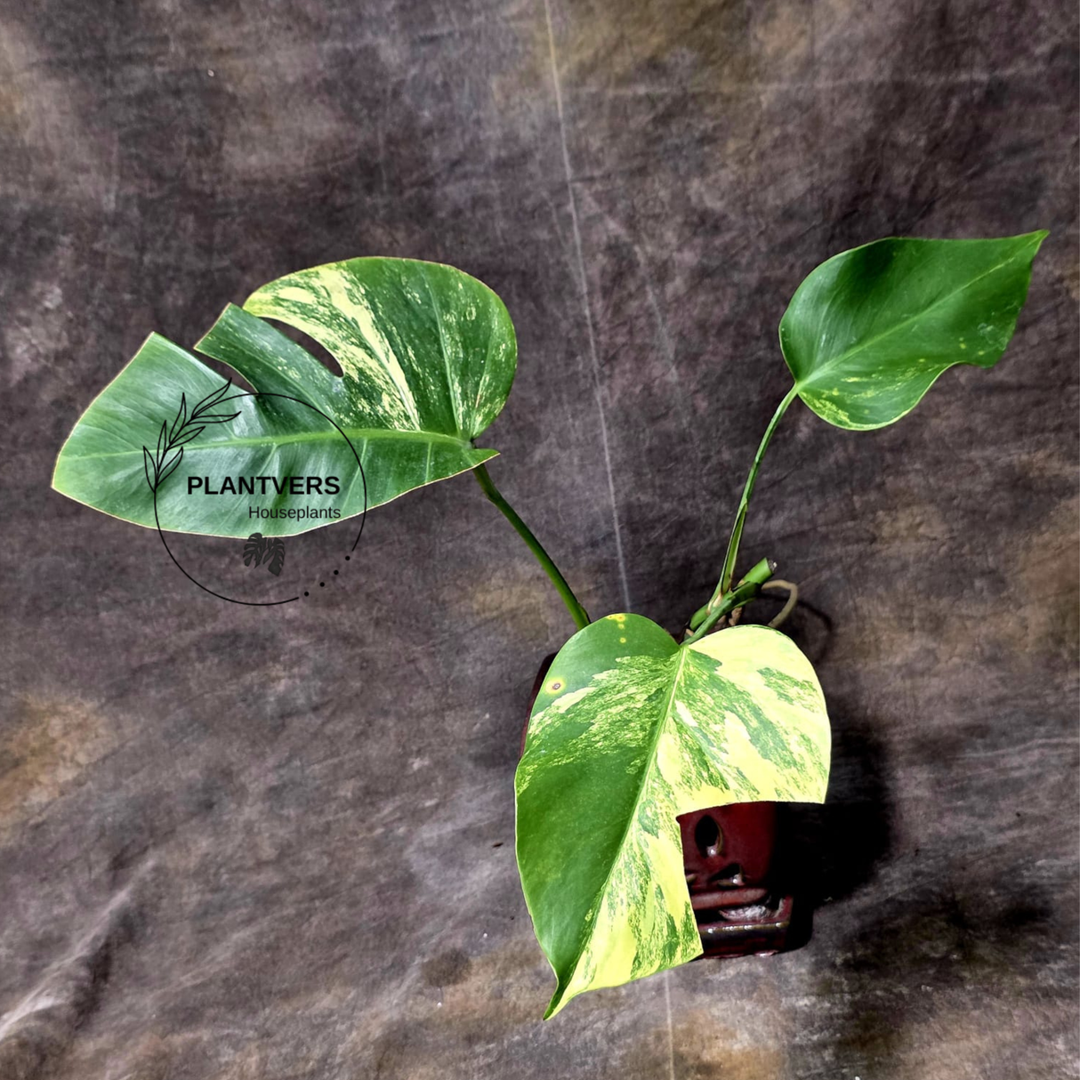 Monstera Aurea Variegated Borsigiana - Monstera Marmota - Same Plant as images - US Seller