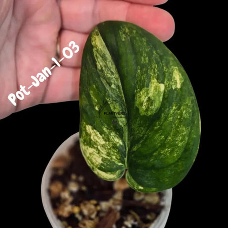 Variegated Scindapsus Jade Satin - Rare Aroid Houseplant with Velvet Leaves - Collector's Indoor Plant - Exact SAME Plant - US Seller