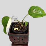 white monstera plant