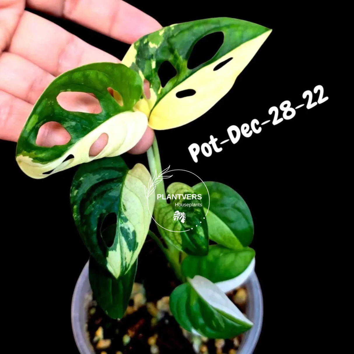 Variegated Monstera Adansonii Albo Plant Live - Rare Swiss Cheese EXACT Same Plant - Half-Moon Leaf - US Seller