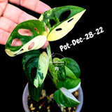 Variegated Monstera Adansonii Albo Plant Live - Rare Swiss Cheese EXACT Same Plant - Half-Moon Leaf - US Seller
