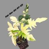 Variegated Philodendron Florida Beauty x Mayoi Exact Plant - Super RARE Live Plants - Stunning Hybrid Aroid with Marbled Foliage - US Seller