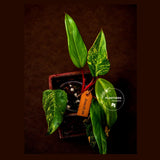 Variegated Philodendron Strawberry Shake Live Plant - (June-25-28)