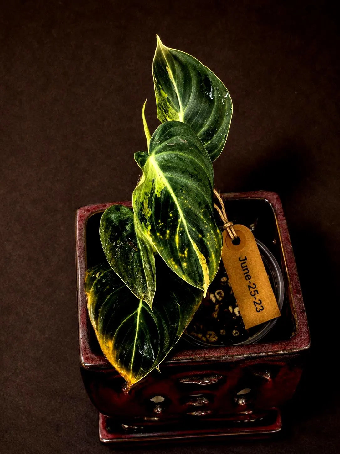 Philodendron Melanochrysum Variegated - Rare Tropical (June-25-23)