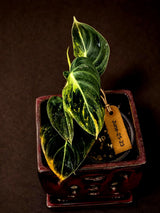 Philodendron Melanochrysum Variegated - Rare Tropical (June-25-23)