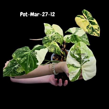 Variegated Philodendron Gloriosum Tricolor Live Plant - Rare Velvet Aroid, Tricolor Variegation, Indoor Houseplant, Collector Plant