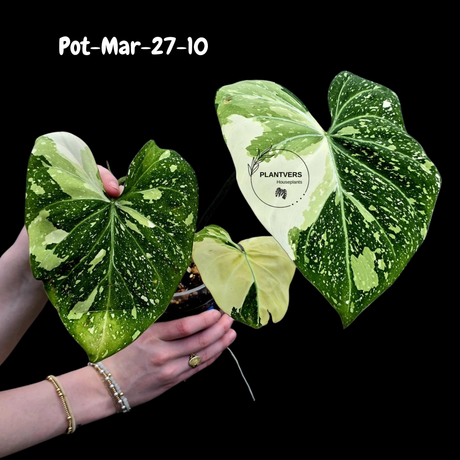 Variegated Philodendron Gloriosum Tricolor Live Plant - Rare Velvet Aroid, Tricolor Variegation, Indoor Houseplant, Collector Plant