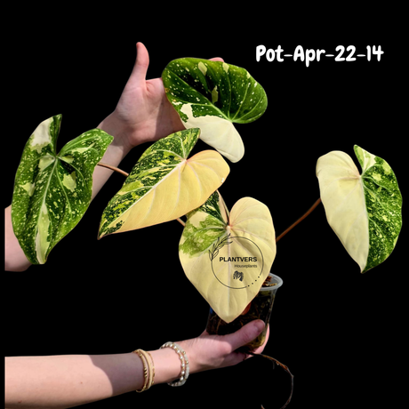 Variegated Philodendron Gloriosum Tricolor Live Plant - Rare Velvet Aroid, Tricolor Variegation, Indoor Houseplant, Collector Plant