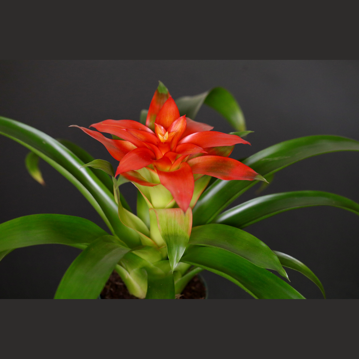 Bromeliad - Flowering Indoor Plant in a 4" Nursery Pot