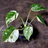Variegated Monstera Albo - Rare White Monstera Borsigiana Albo Baby Leaf EXACT Plant - US Seller