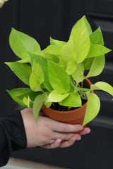 Neon Pothos Indoor Plant in a Nursery Pot