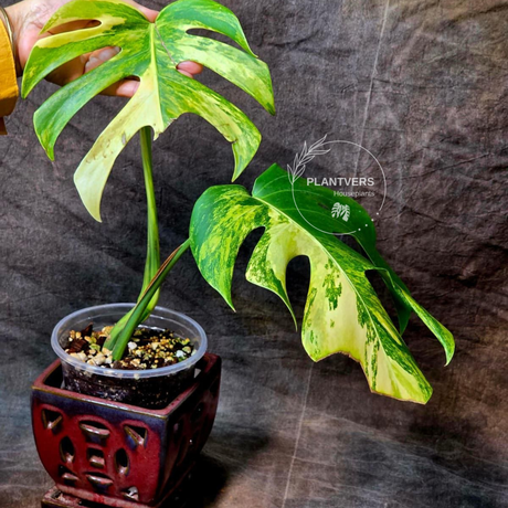 Monstera Aurea
