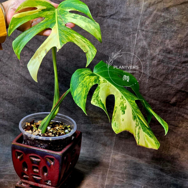 Monstera Aurea
