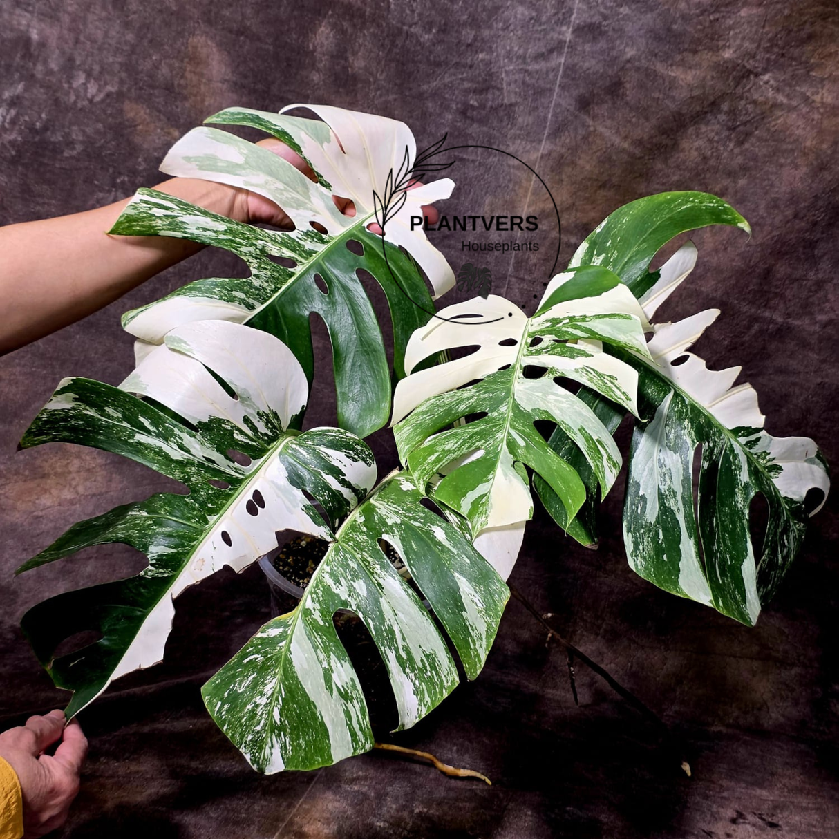 Rare Variegated Monstera Albo - White Albo Borsigiana Mature EXACT Plant - US Seller