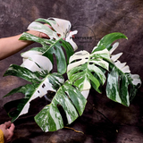 Rare Variegated Monstera Albo - White Albo Borsigiana Mature EXACT Plant - US Seller
