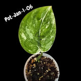 Variegated Scindapsus Jade Satin - Rare Aroid Houseplant with Velvet Leaves - Collector's Indoor Plant - Exact SAME Plant - US Seller