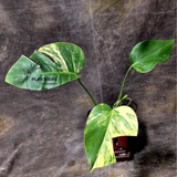 Monstera Aurea Variegated Borsigiana - Monstera Marmota - Same Plant as images - US Seller