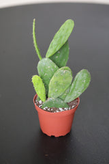 Mini Prickly Pear Cactus in 3" Nursery Pot - Spineless Cactus Plant - Low Maintenance Indoor Cacti - Indoor Succulent Plant