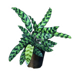 4” Calathea Lancifolia  (Wholesale Indoor Plant Case of 10 Pots)