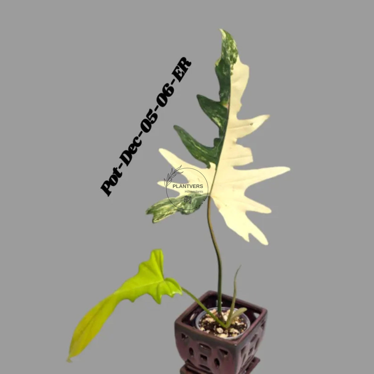 Variegated Philodendron Florida Beauty x Mayoi Exact Plant - Super RARE Live Plants - Stunning Hybrid Aroid with Marbled Foliage - US Seller