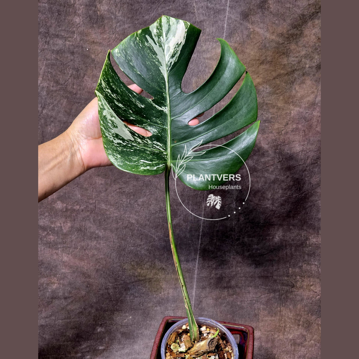 Variegated Monstera Albo Plant - Rare Indoor White Albo Borsigiana Plant - Albo Monstera Single Leaf Plant - EXACT Plant - US Seller