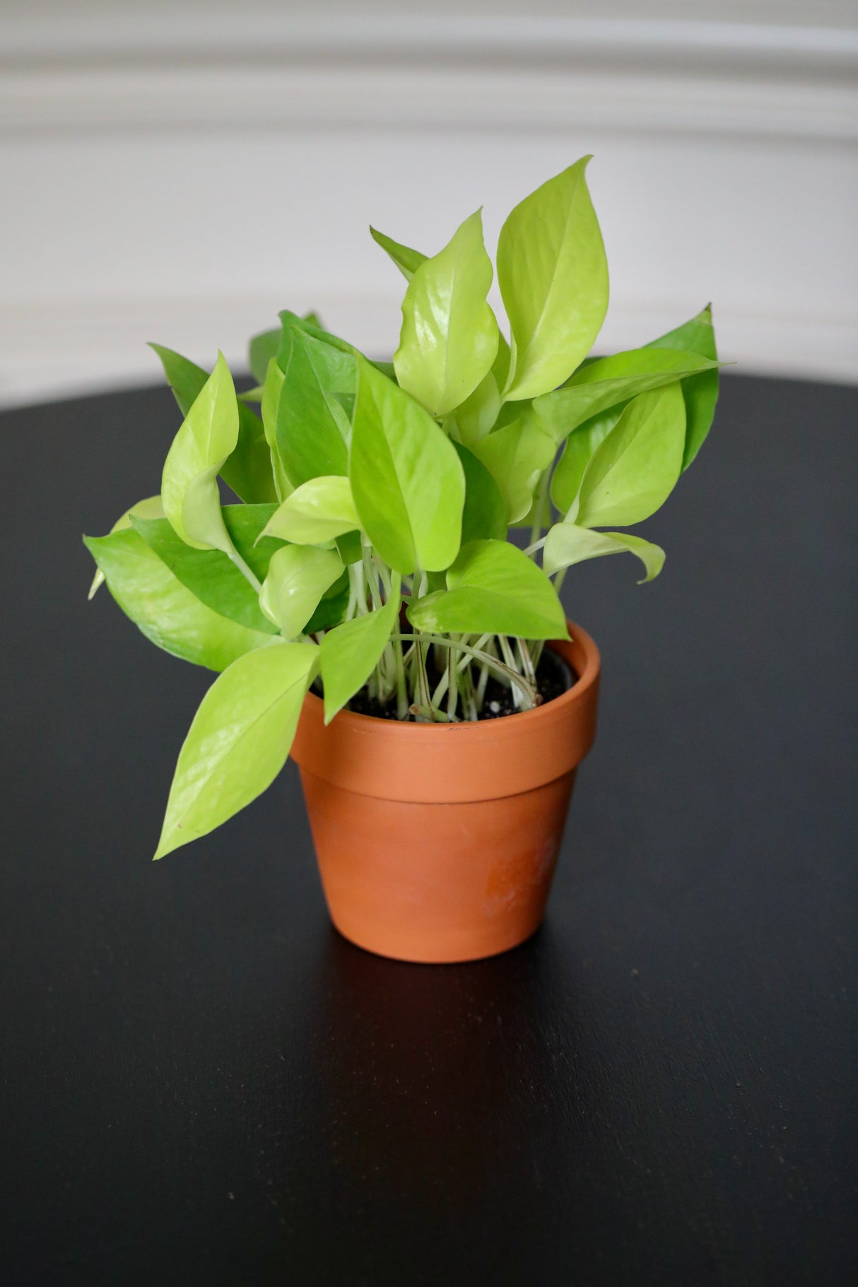 Neon Pothos Indoor Plant in a Nursery Pot