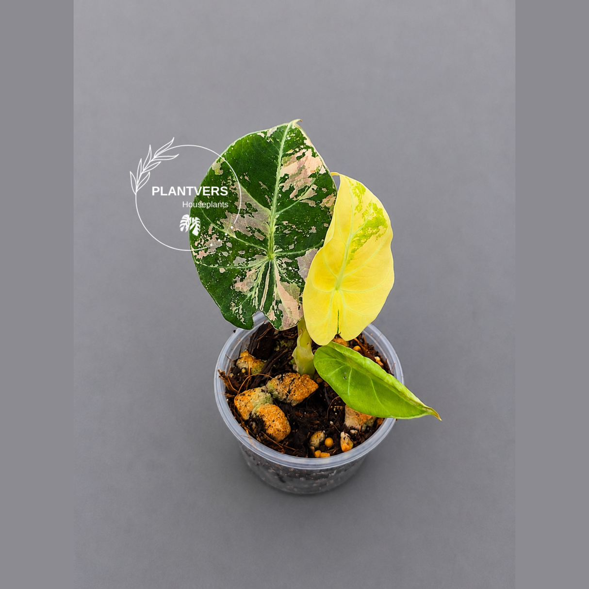 Alocasia Black Velvet Pink Variegated - EXACT Pant (June-17-10)
