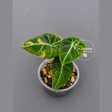 Alocasia Black Velvet Gold Variegated - EXACT Plant (June-17-08)