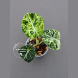 Alocasia Black Velvet Splash Plant - EXACT Plant (June-17-09)