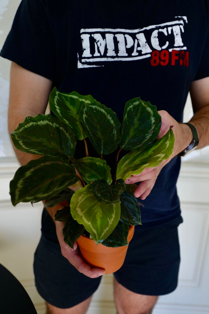 Calathea Roseopicta Medallion Plant in a 3" nursery pot