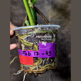 Monstera Aurea Variegated Borsigiana - Monstera Marmota - Same Plant as images - US Seller